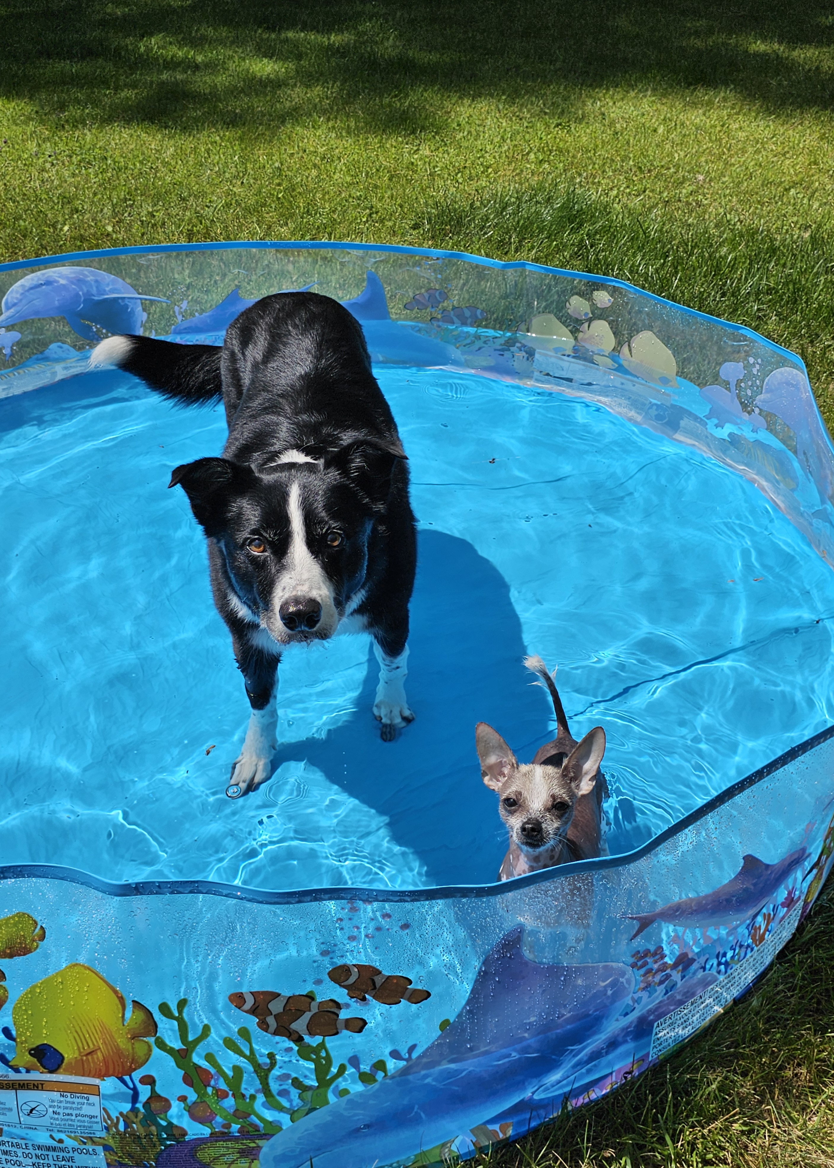 6 Ft Fill N' Fun Odyssey Kiddie Splash Pool — photo 7