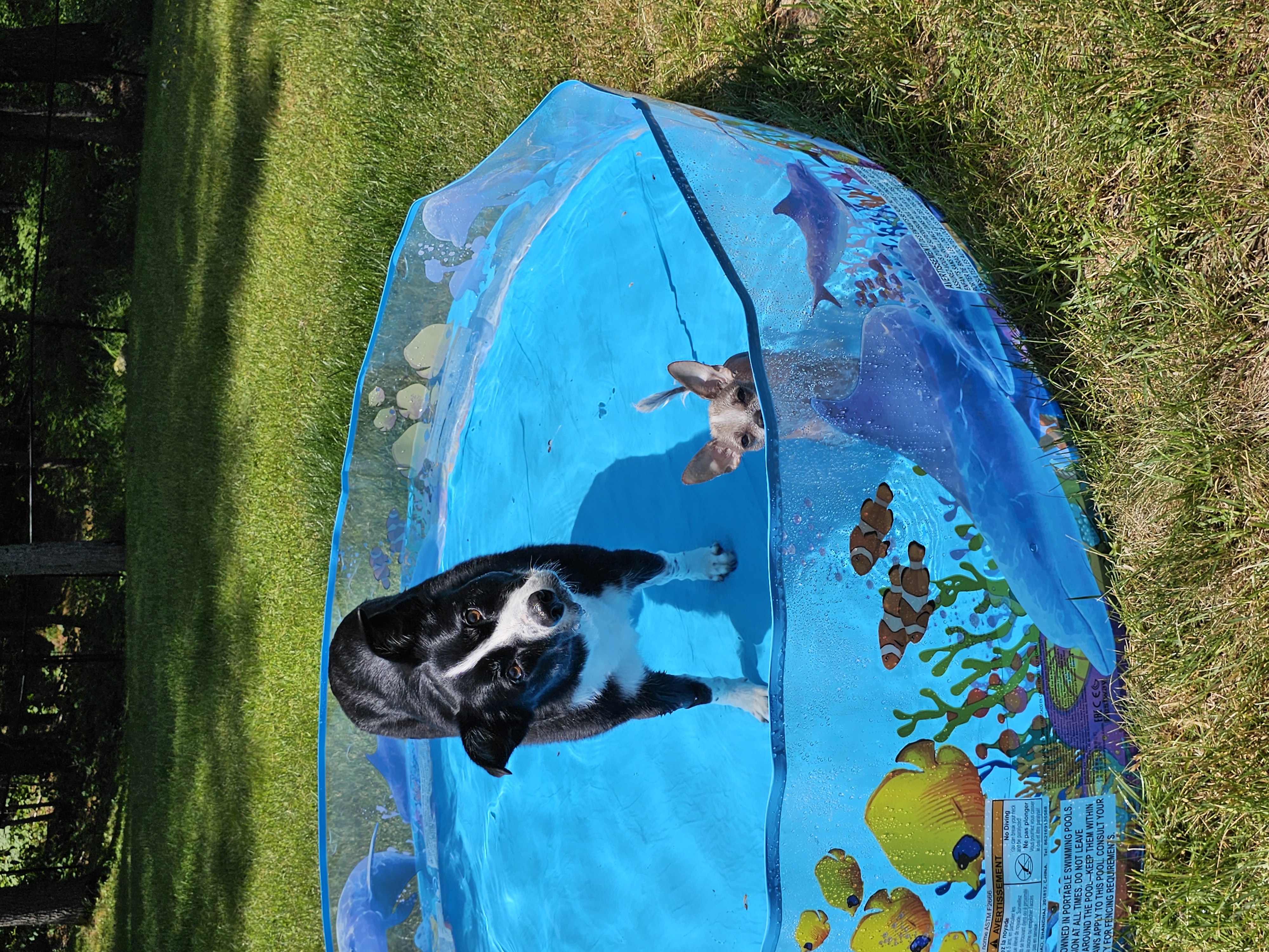 6 Ft Fill N' Fun Odyssey Kiddie Splash Pool — photo 8